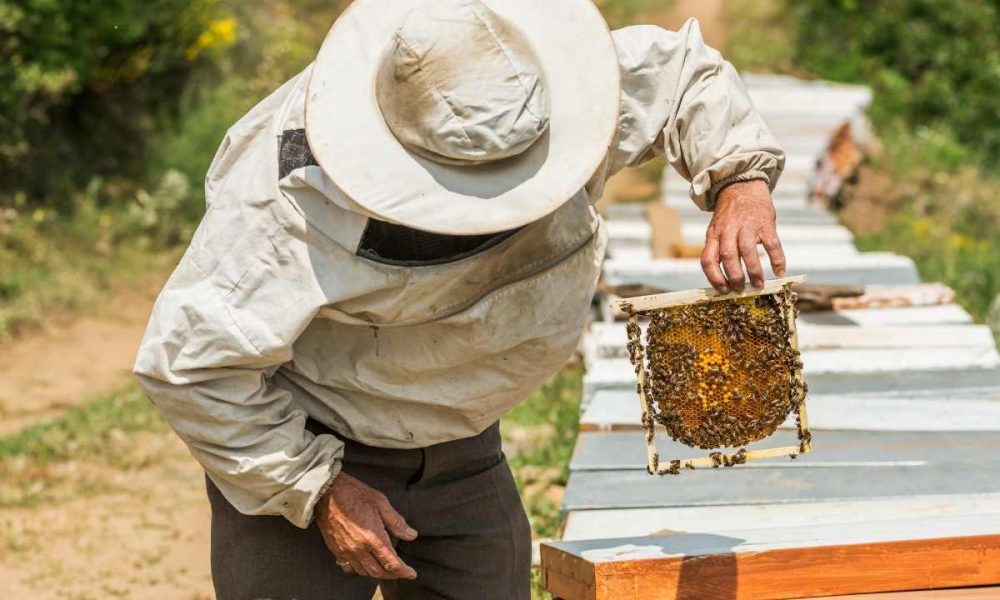 Control The Swarm: Smart Tactics For Swarm Prevention And Hive Splitting