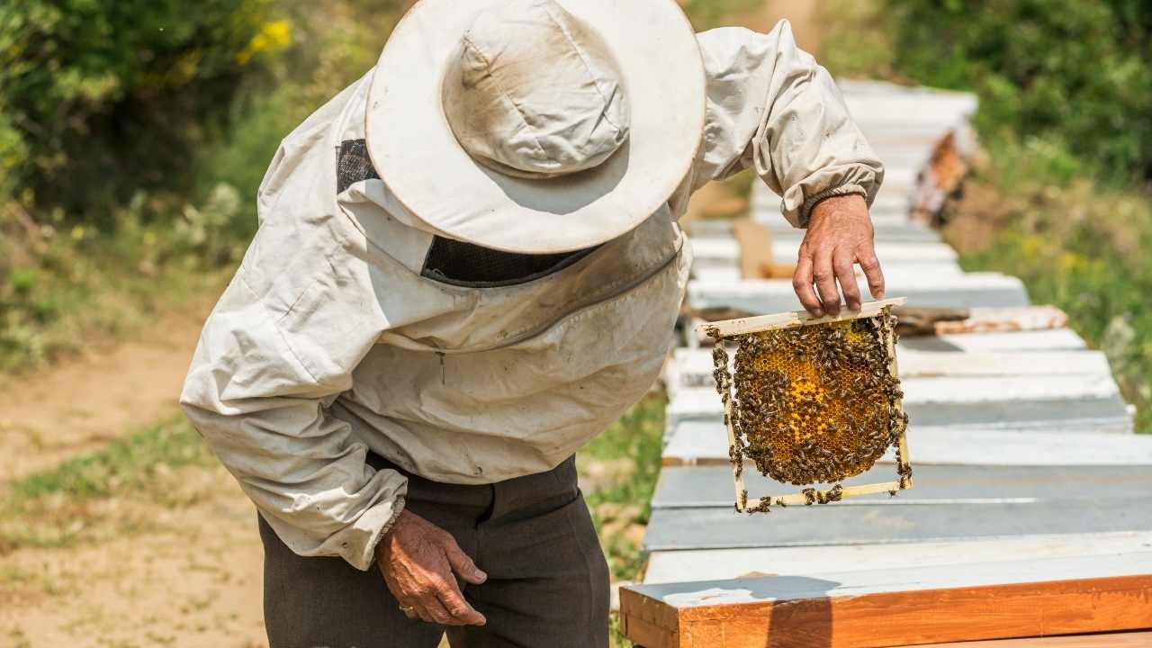 beekeeping 101 book