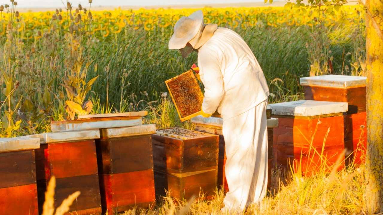 beekeeping suits for sale