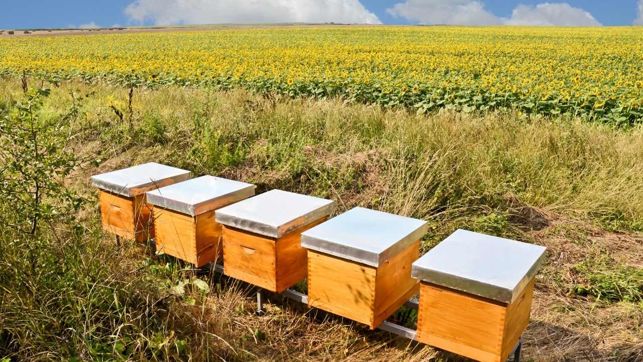 hornsby beekeeping