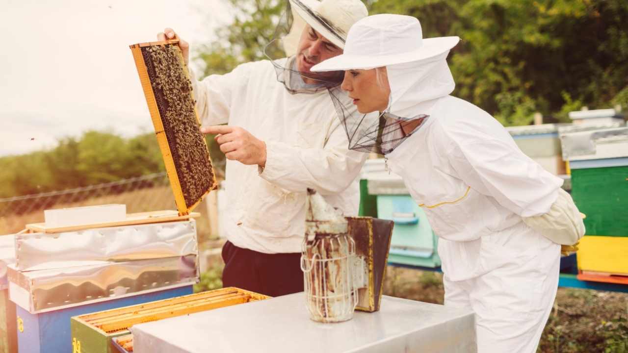 beekeeping supplies for beginners