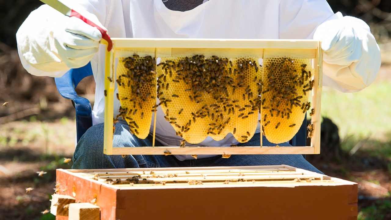 beekeeping laws by zip code