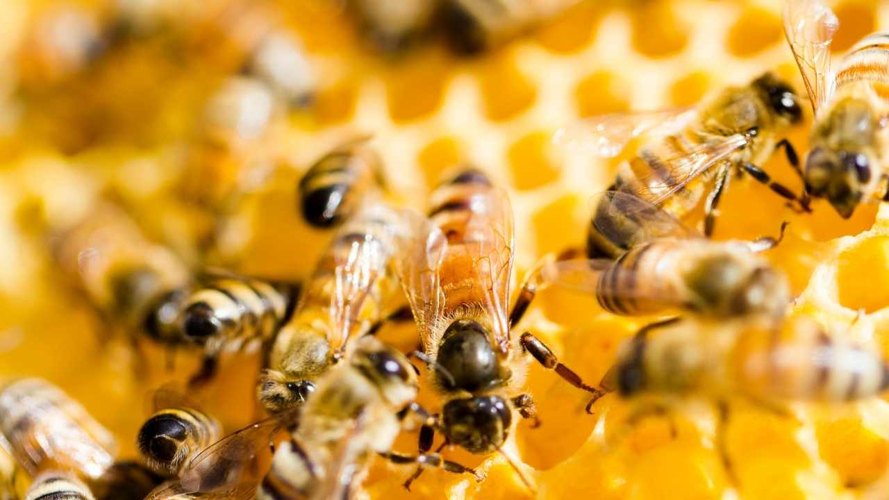 how to start beekeeping