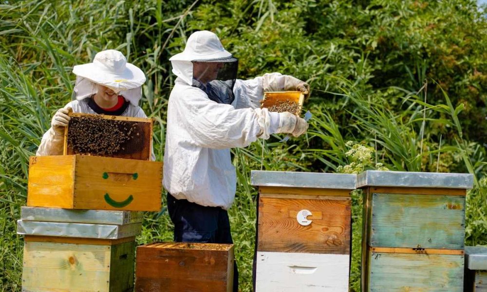 Hive Five! Mastering The Art Of Hive Inspection, Pest Control, And Honey Harvesting