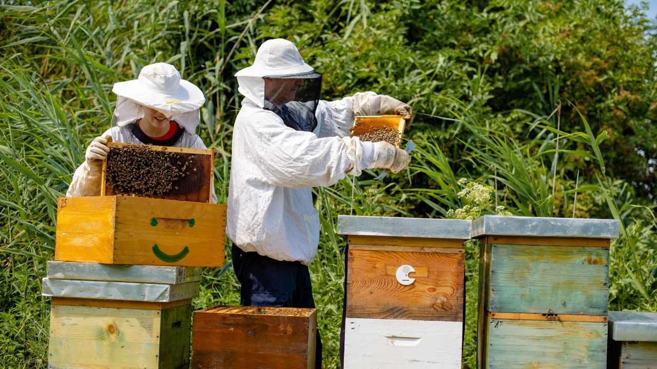 beekeeping 101 facts