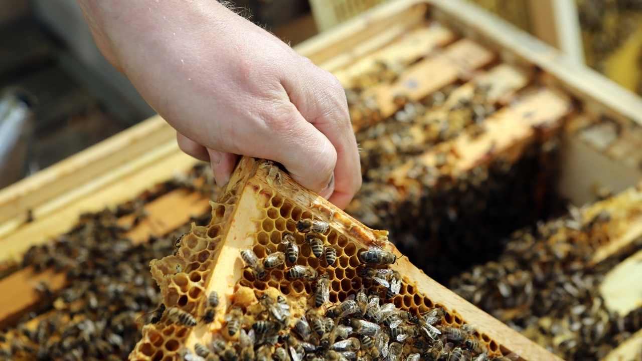 beekeeping 101 penn state extension