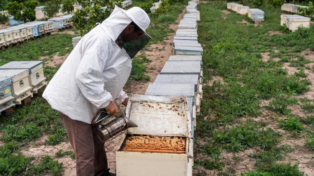 thornes beekeeping