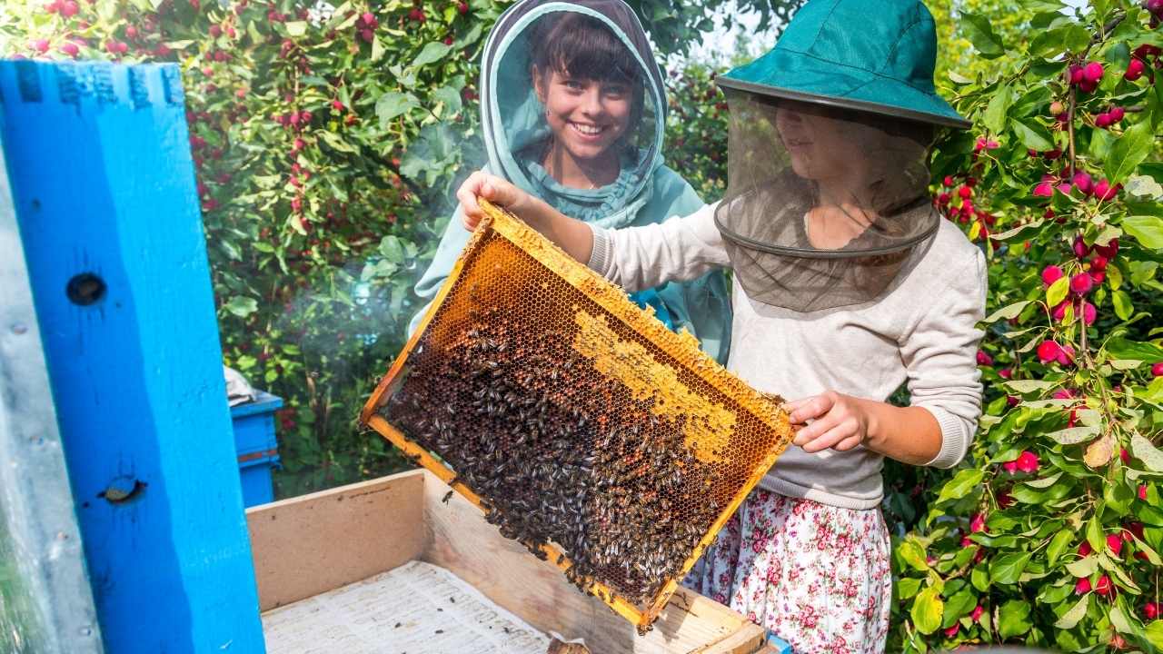 beekeeping courses near me