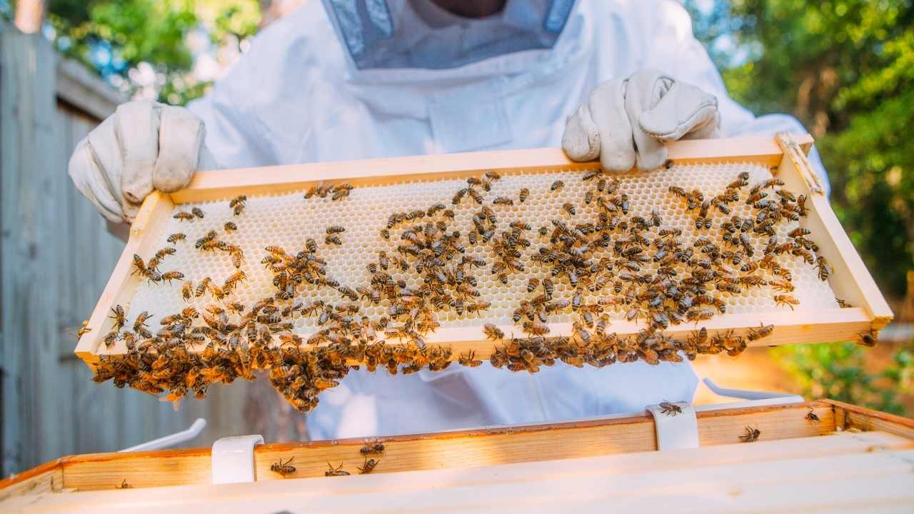 beekeeping supplies near me