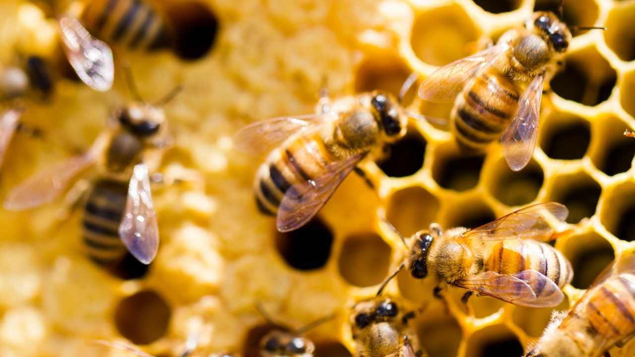 beekeeping for beginners