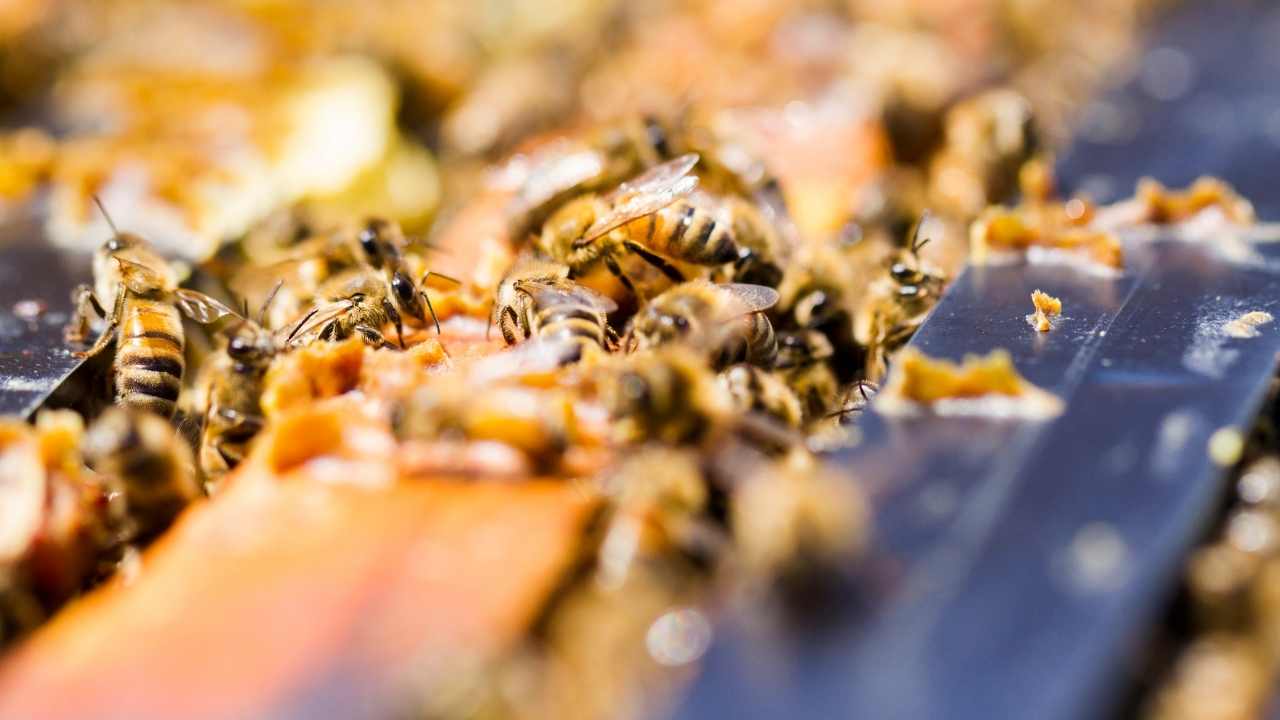 beekeeping supplies near me clio michigan