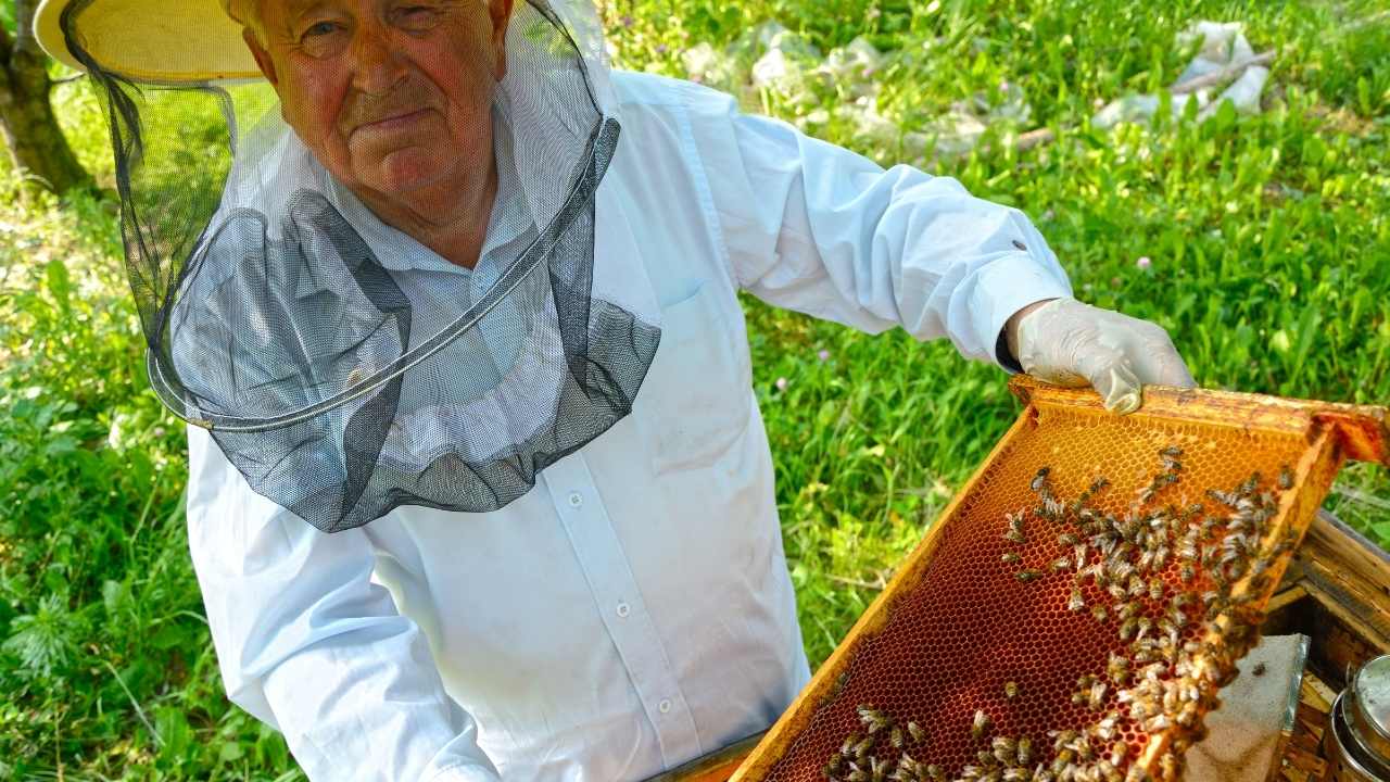 beekeeping 101 ppt