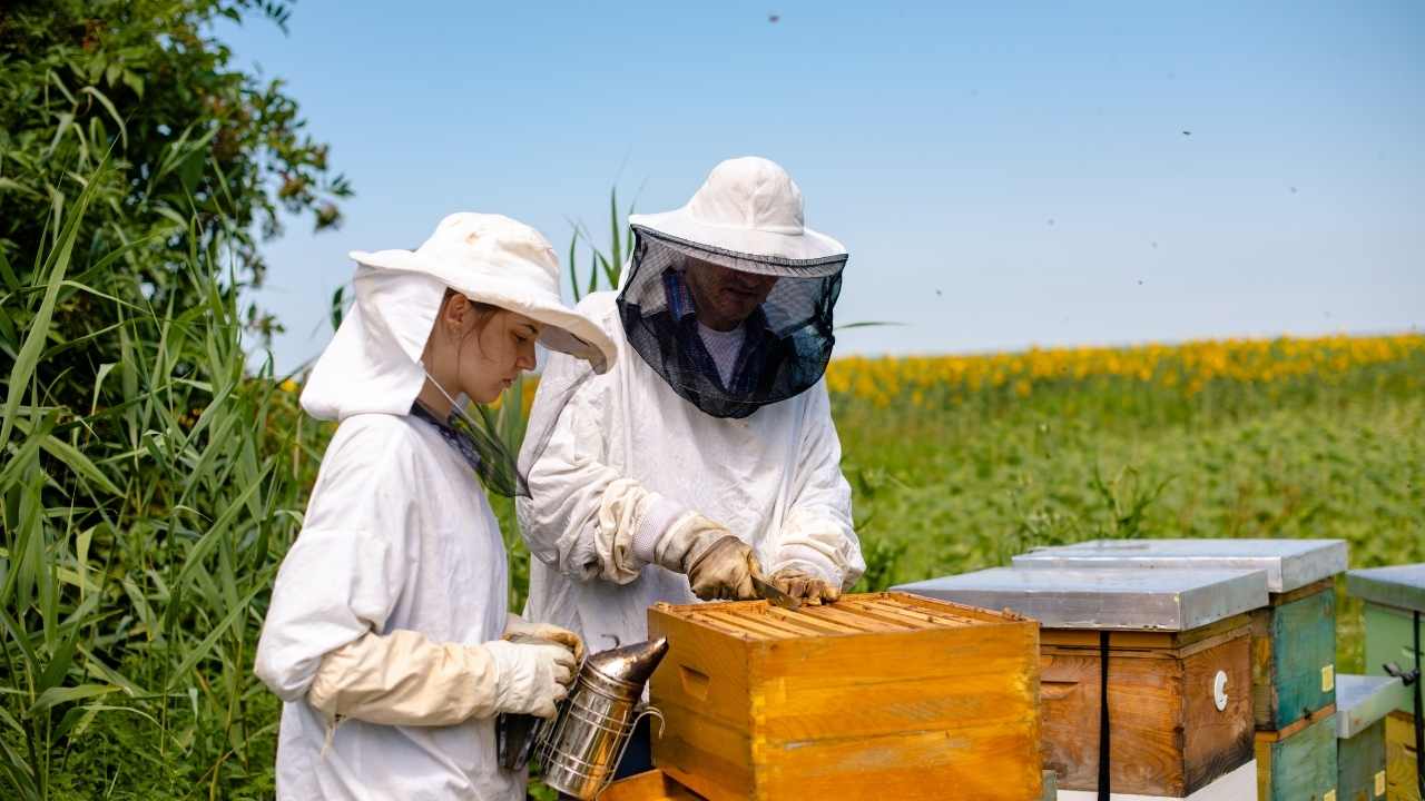 beekeeping courses near me