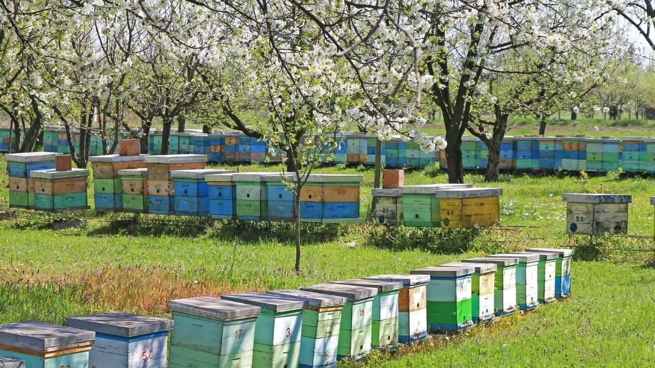 beekeeping 101 book