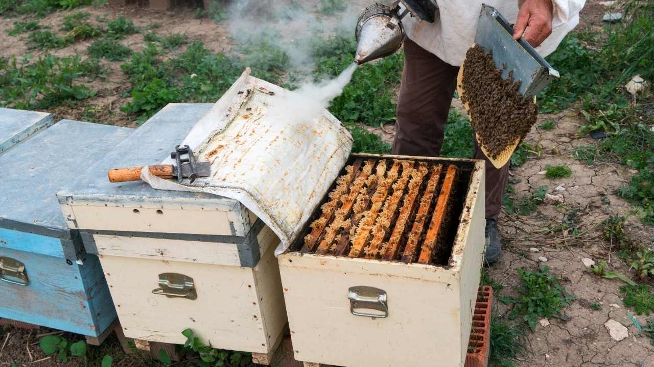 backyard beekeeping