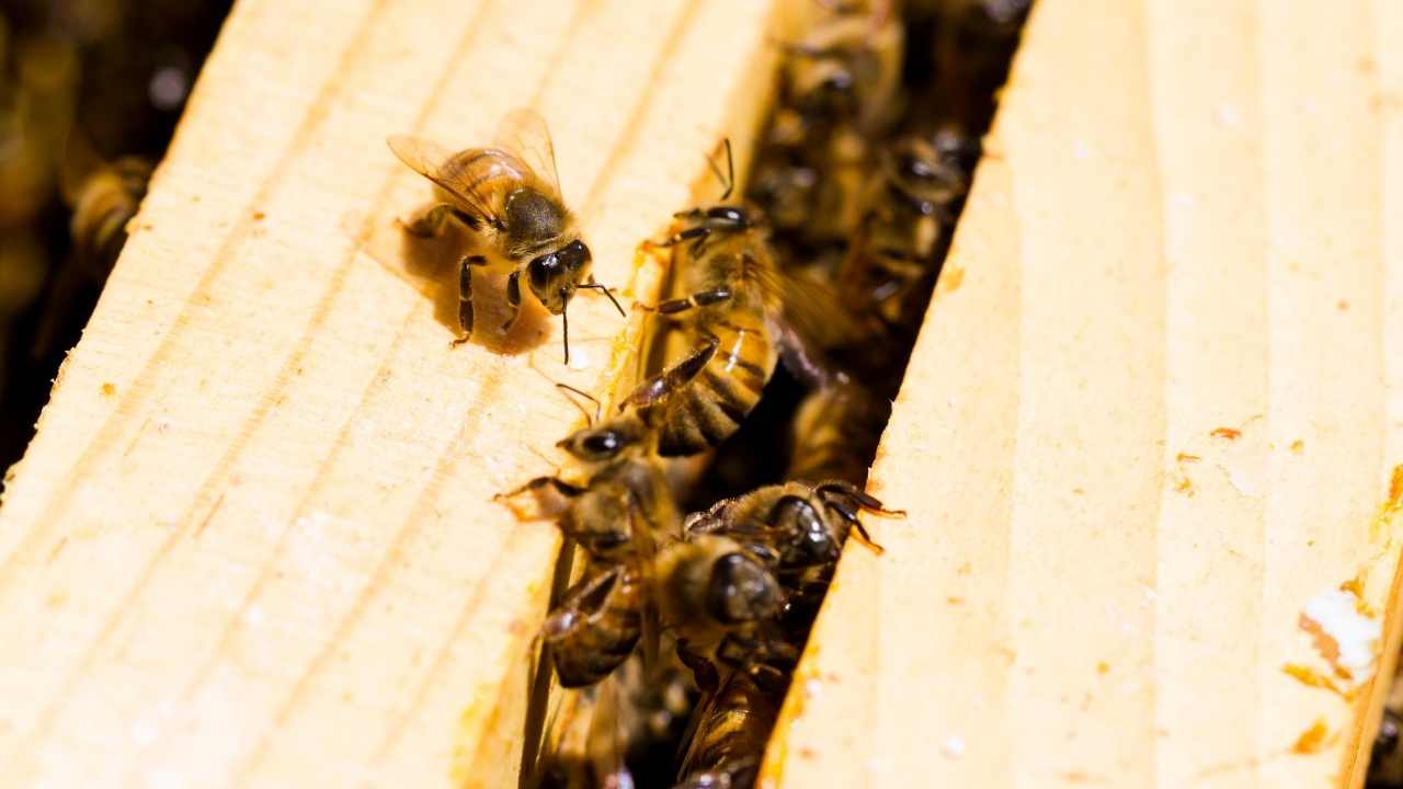 backyard beekeeping