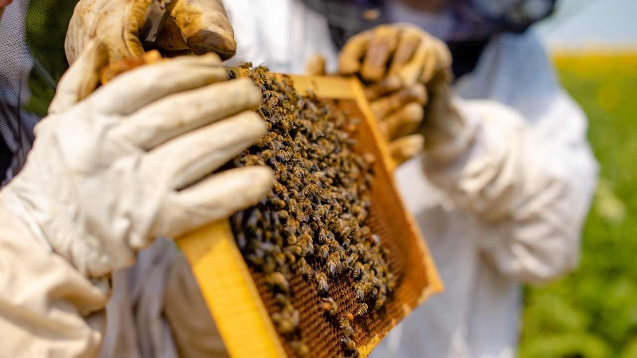 beekeeping 101 penn state extension