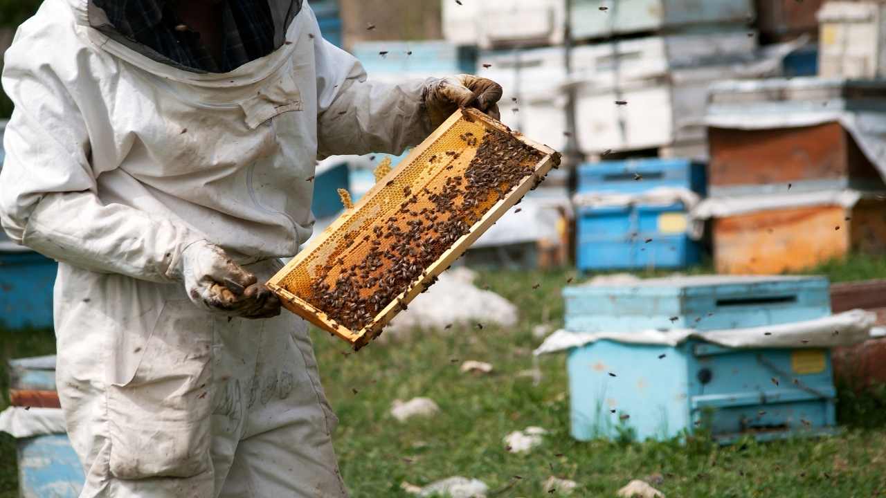 beekeeping course