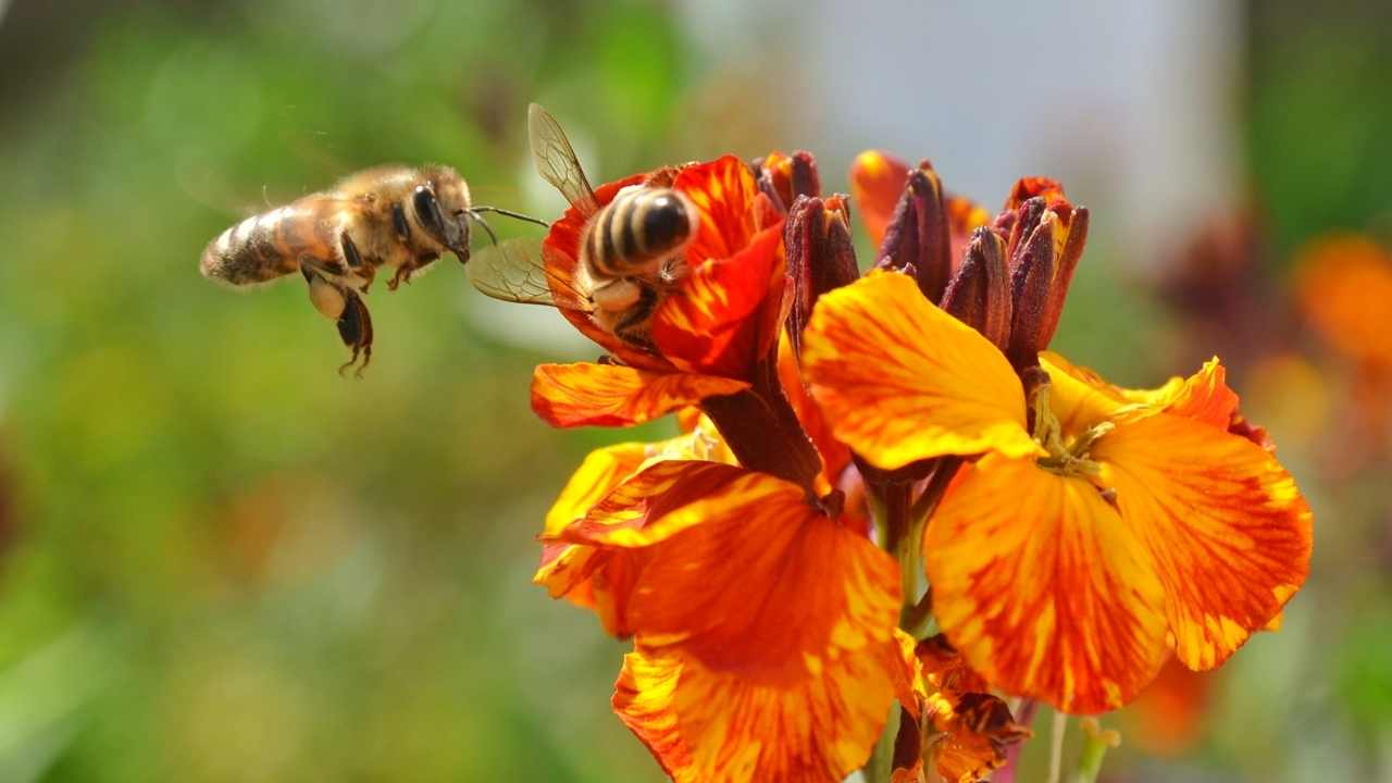 BeeKeeping