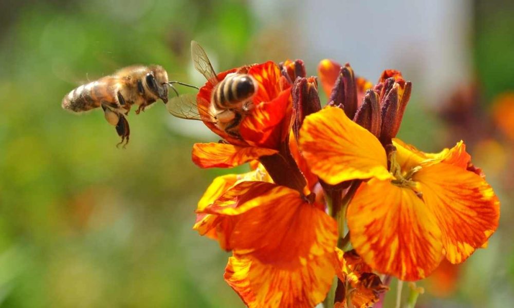 Meet The Bees: An Introduction To Honeybee Species And Their Unique Characteristics