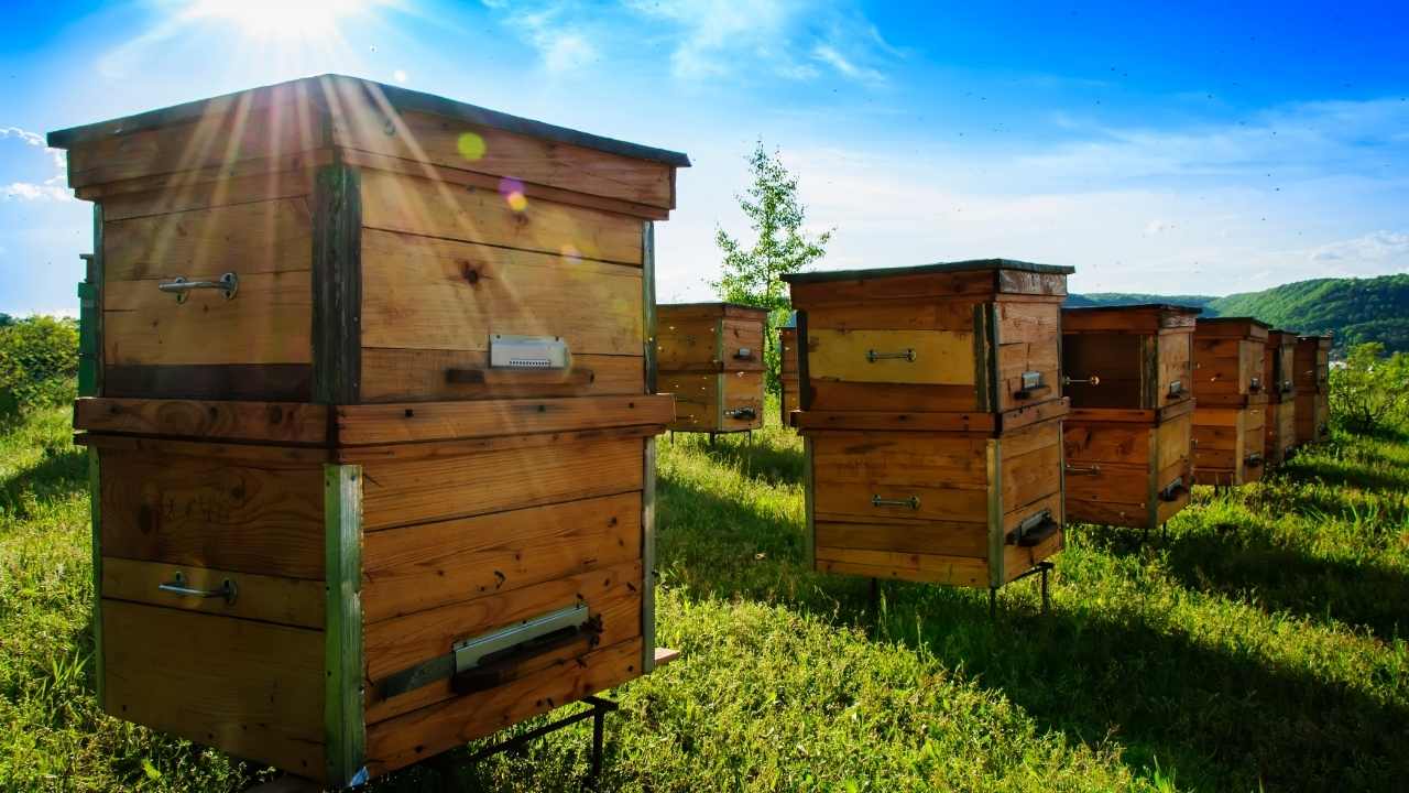 beekeeping for dummies videos