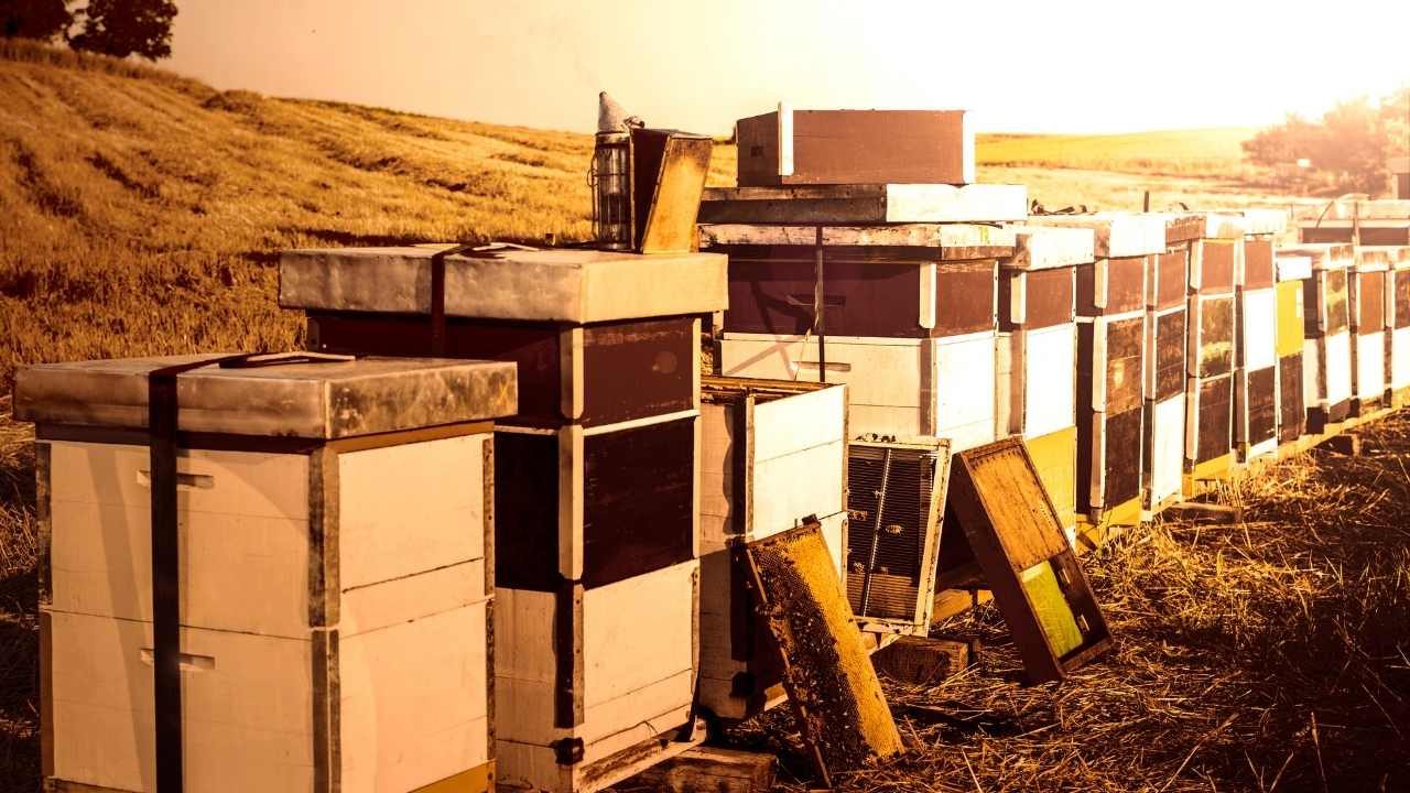 beekeeping supplies for beginners