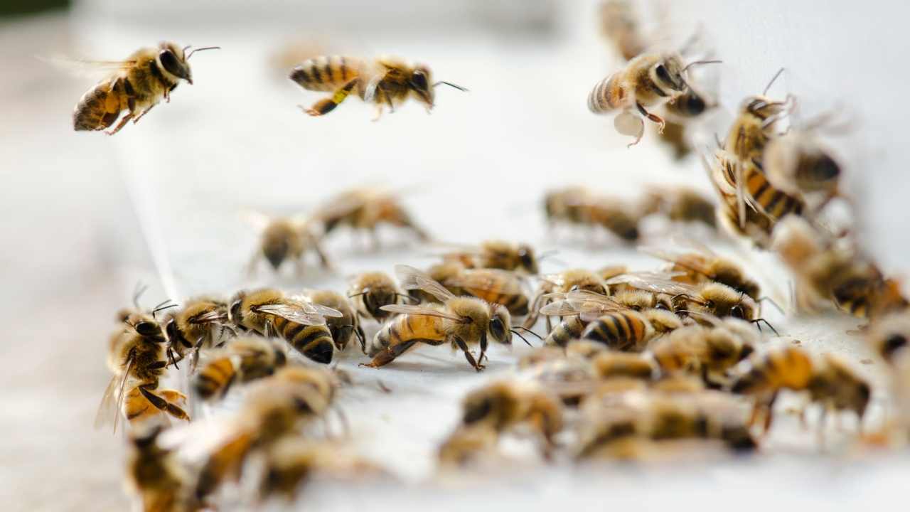 backyard beekeeping