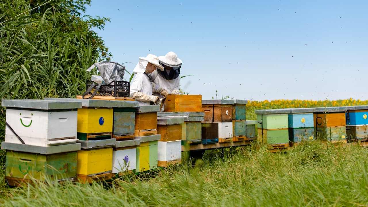 beekeeping for dummies videos