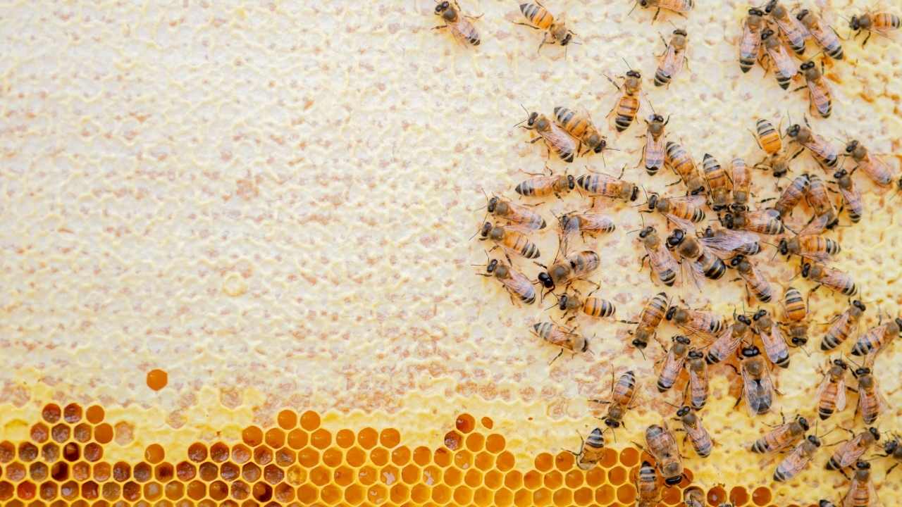 how to start beekeeping