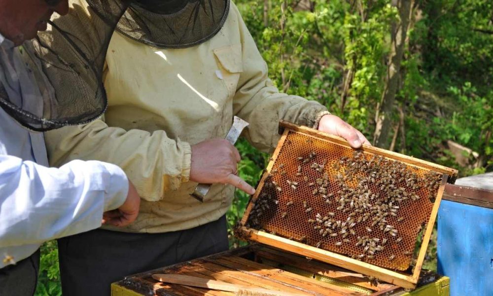 Honeycomb Home: Picking The Perfect Hive And Starting Your Own Bee Colony