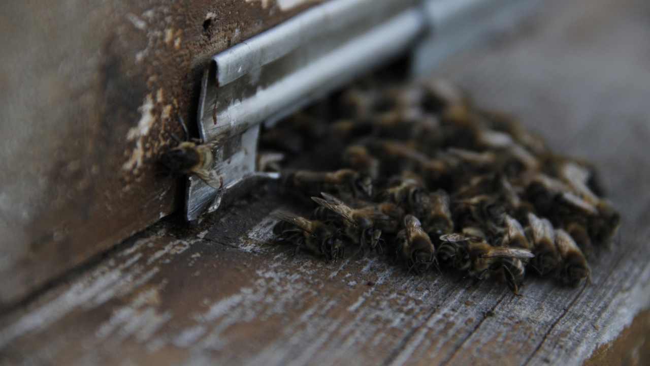 beekeeping supplies near me clio