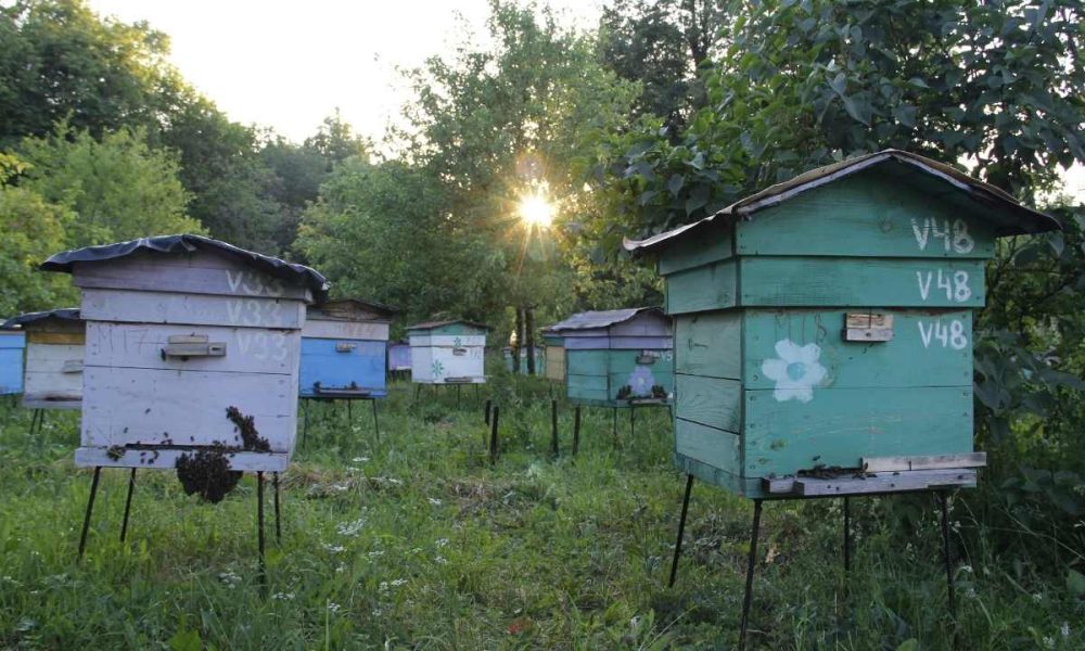 The Buzz On Biodiversity: How Beekeeping Promotes Ecosystem Preservation