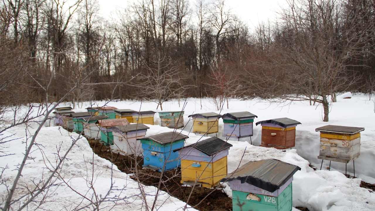 kelley beekeeping