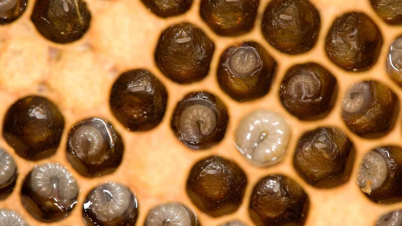 beekeeping in winter