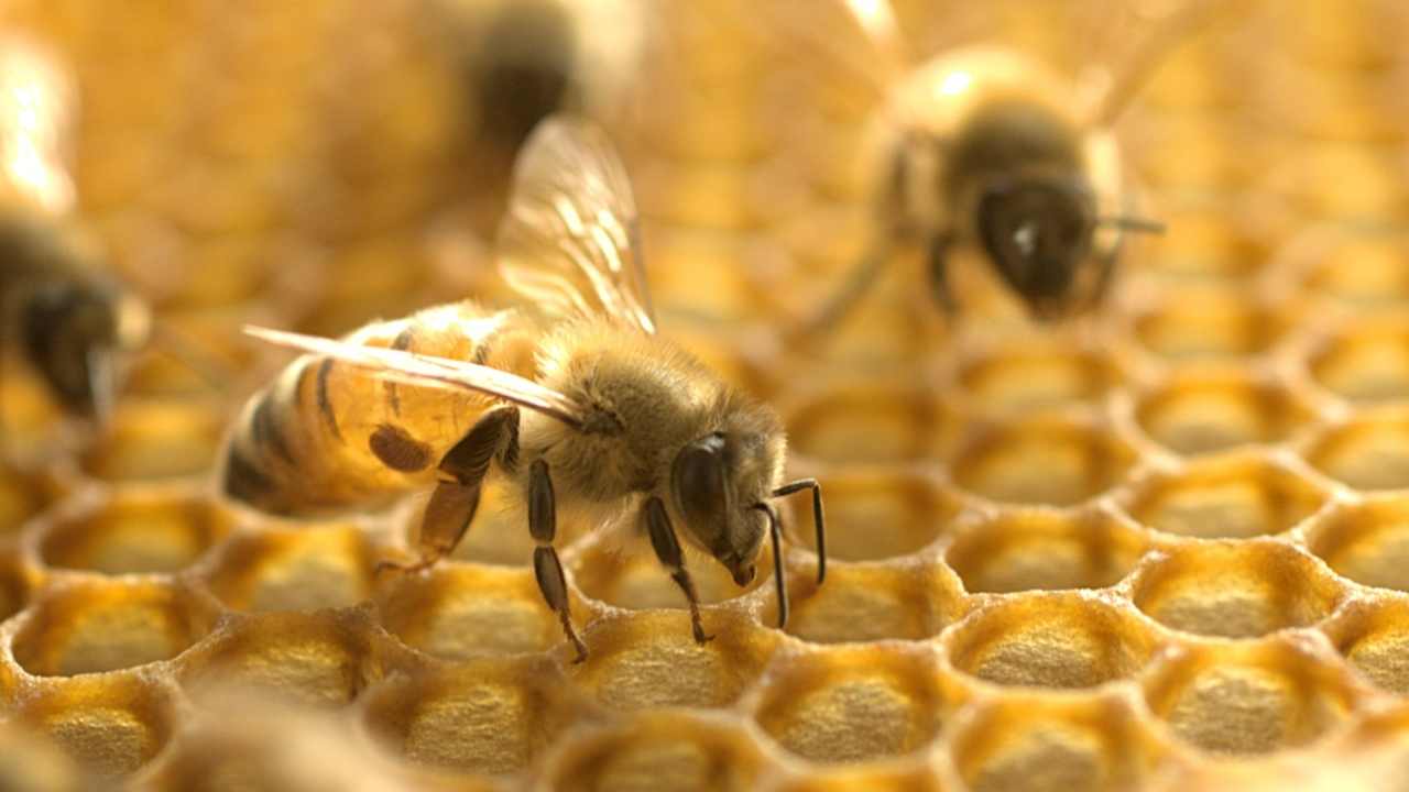 Sweeter Than Honey: The Relaxing Benefits And Immune Boost Of Beekeeping