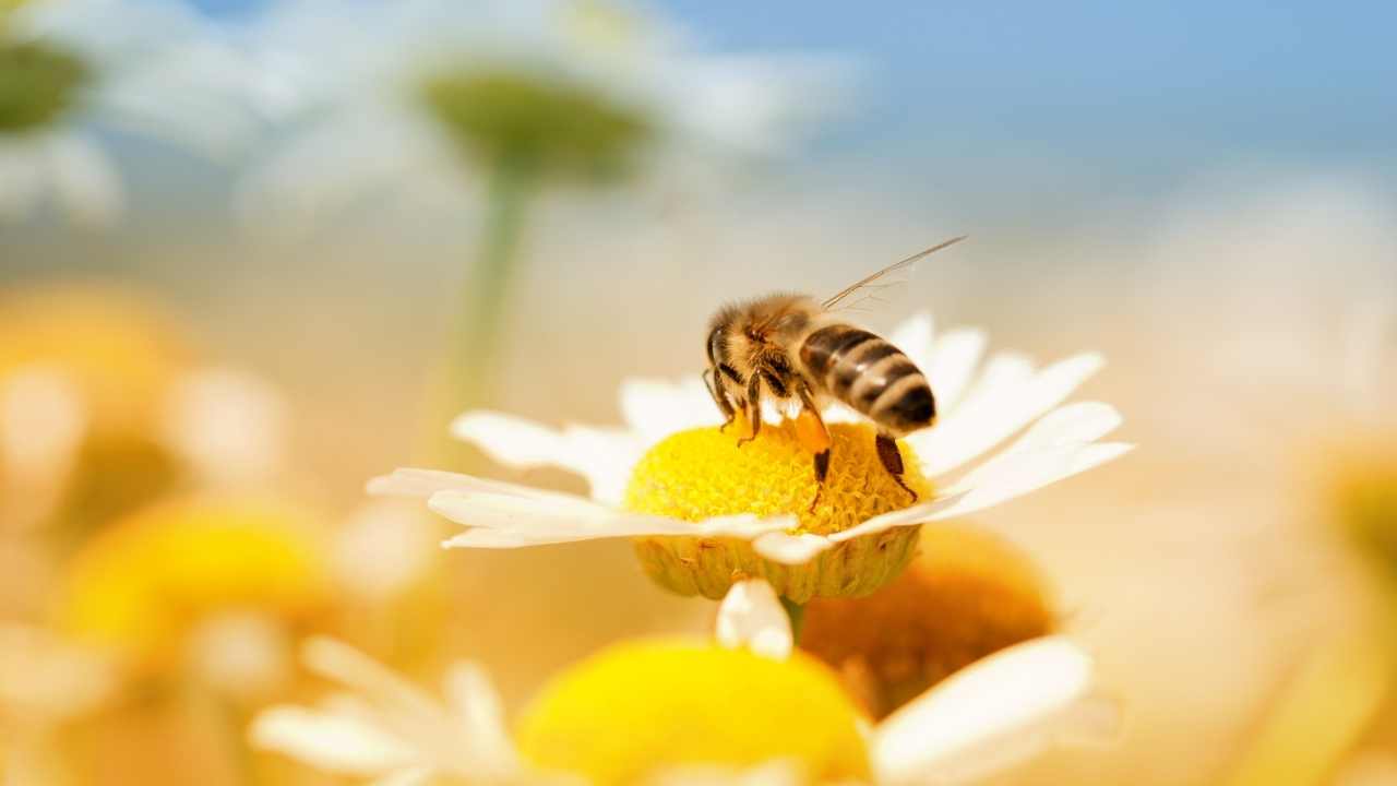 beekeeping supplies near me