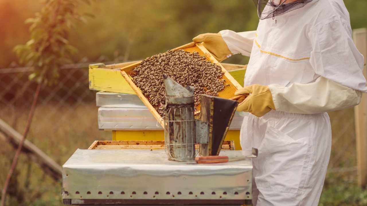 beekeeping 101 book