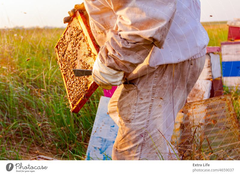 The Buzz On Biodiversity: How Beekeeping Promotes Ecosystem Preservation