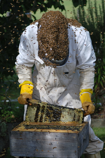 beekeeping for dummies book