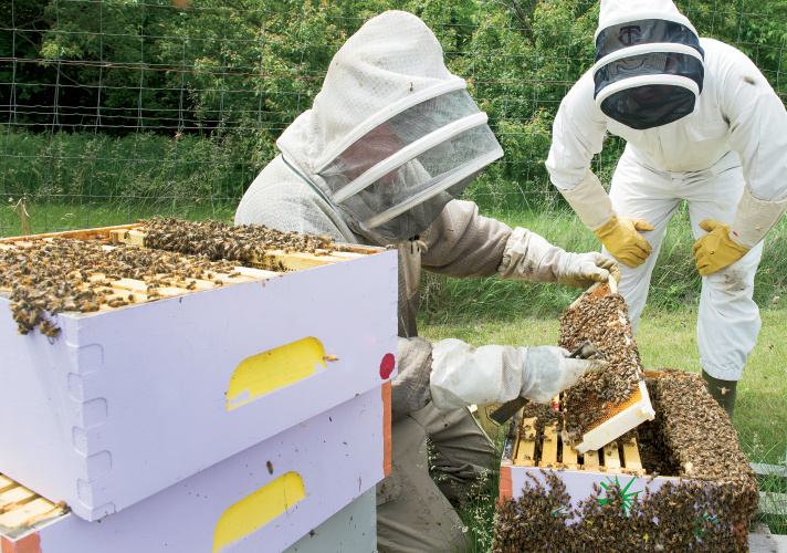 beekeeping supplies near me clio michigan