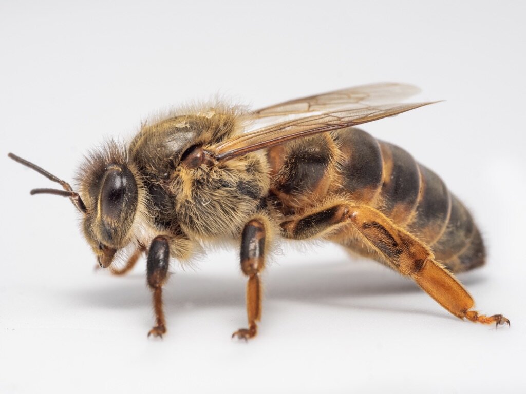 kelley beekeeping