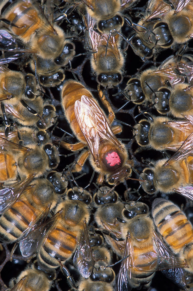 beekeeping 101 youtube