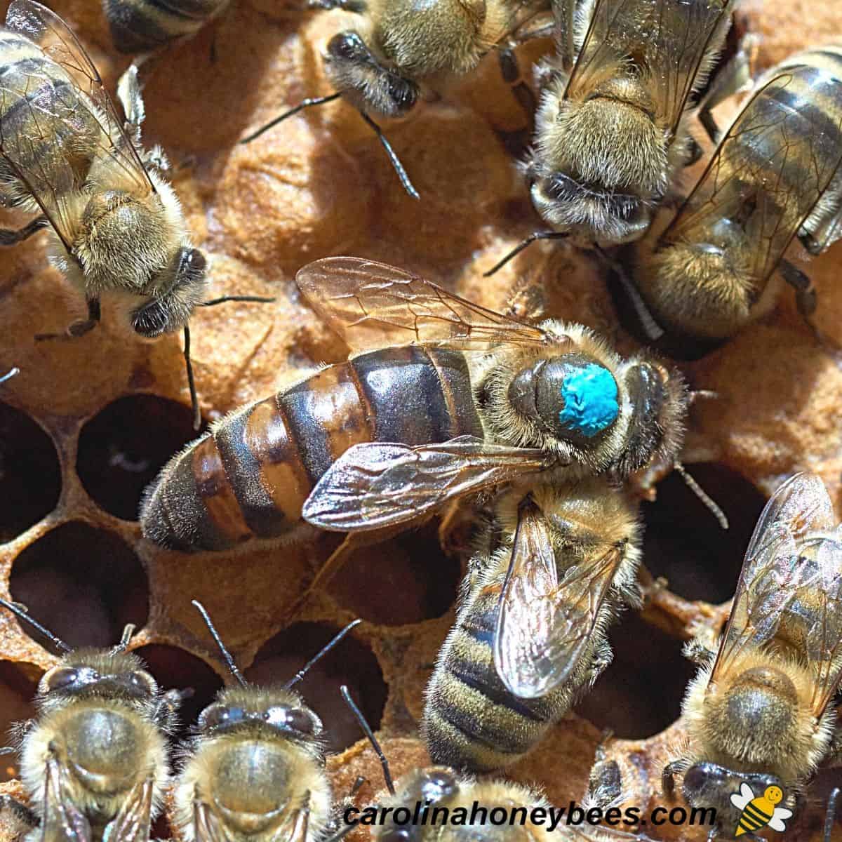 beekeeping in winter