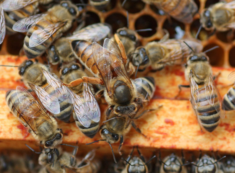 beekeeping in winter