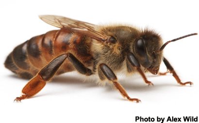 beekeeping suits sting proof