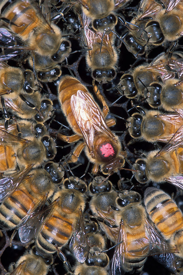 scientific beekeeping