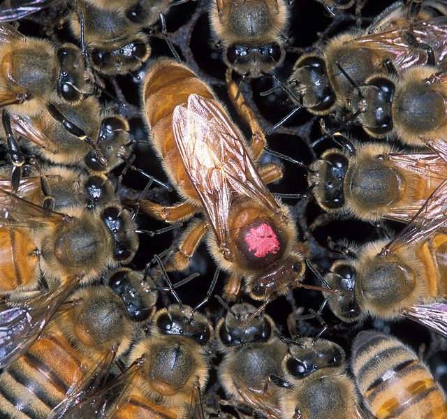 The Apiarist’s Almanac: Insider Tips For Hive Inspection And Honey Harvesting