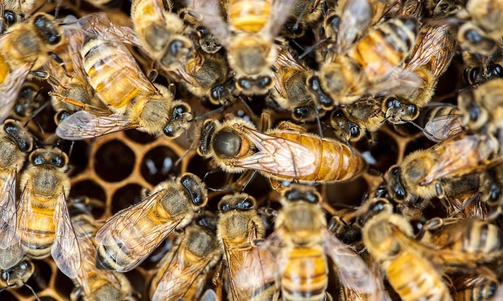 Master The Hive Advanced Beekeeping Techniques For The Serious Apiarist