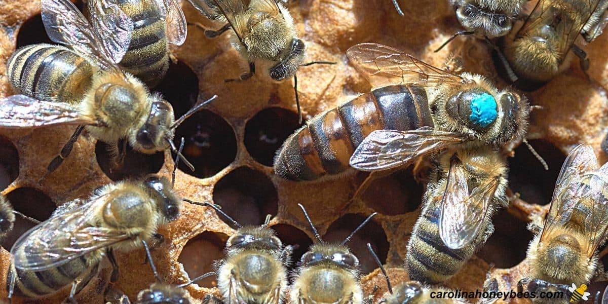 science of beekeeping crossword