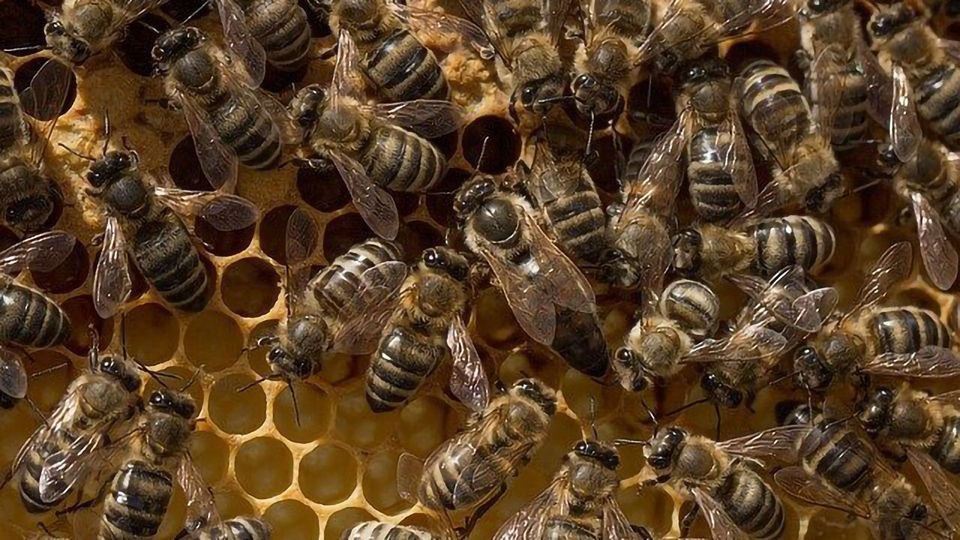 beekeeping classes near me